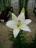 [1651 Adoration No01.JPG]